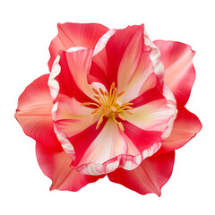 Red tulip isolated on a white or transparent background. Blooming red flower as a valentine's day design element.