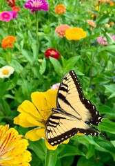Tiger swallowtail