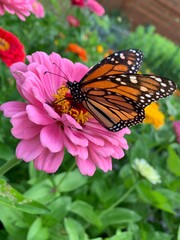 Monarch on Zinnia 