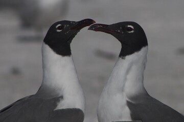 Gulls face to face