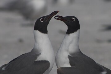 Fototapeta premium Two Laughing Gulls Facing Each Other on Beach – Coastal Seabird Wildlife Close Up