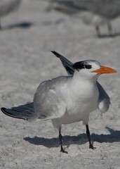Tern on the beach