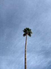 Solitary Palm