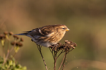 lesser redpoll