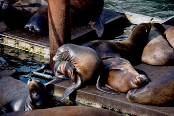 Dock in Newport Filled With Sea Lions