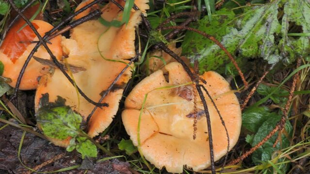 Many forest mushrooms that grow on the ground covered with moss. Autumn harvest of mushrooms in the forest