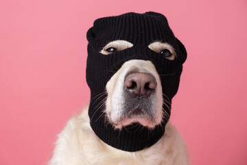Dog wearing a mask of a robber or criminal. Golden retriever sitting on pink background wearing...