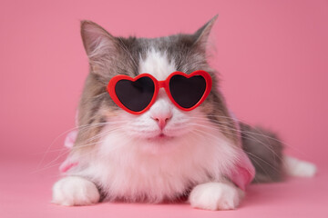 Portrait of a funny fluffy cat wearing heart sunglasses on a pink background. Cute pet for valentine's day, march eighth, wedding.
