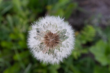 A big fluffy dandelion on a green blurred background, top view. A large blowball on the bon for publication, poster, calendar, post, screensaver, wallpaper, postcard, cover. High quality photo
