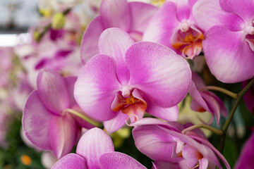 Beautiful pale pink moth orchids