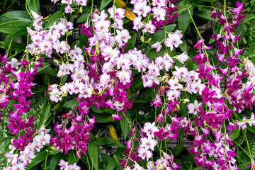 Living Wall with Orchid Decoration