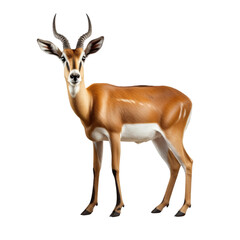 Antelope clip art