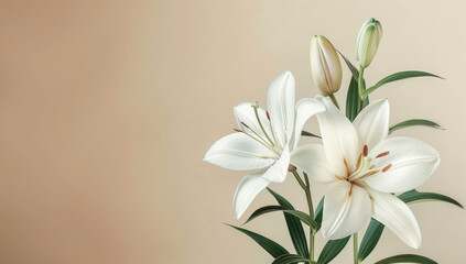 white lilies on a white background, top view of a bouquet in Japanese style