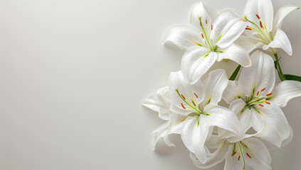Naklejka na ściany i meble white lilies on a white background, top view of a bouquet in Japanese style