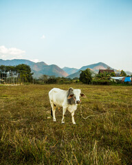Obraz premium cow on the mountain