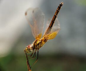 dragonfly on a branch