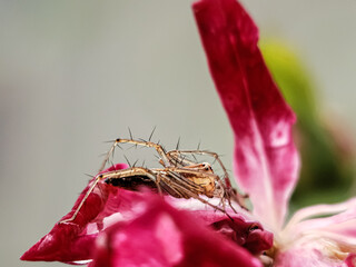 macro of a red flower