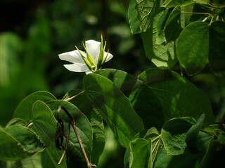 lily of the valley in the garden