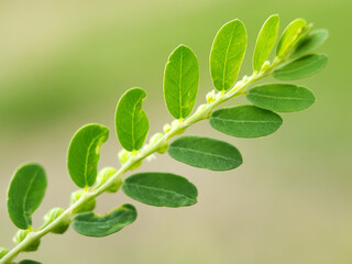 green leaves on a branch