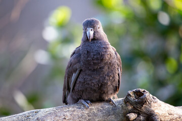 New Zealand Kaka Parrot (Nestor meridionalis) in Auckland