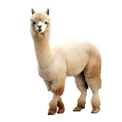 Alpaca clip art