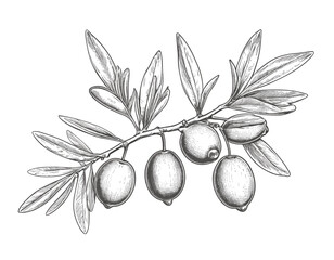 Hand drawn olive branch clipart