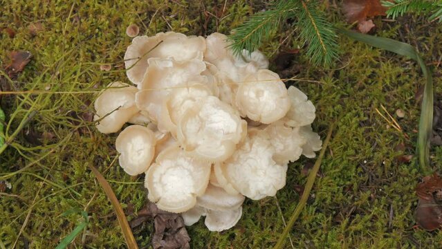 Many white forest mushrooms that grow on the ground covered with moss. Autumn harvest of mushrooms in the forest top view