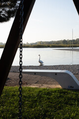 swan standing in the distance by the lake, view through the swing and over the bench in the park, autumn, summer, outdoors