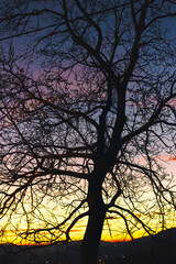 silhouette of a autumn tree against vibrant sunset