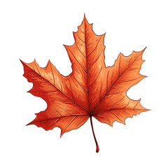 Obraz premium Autumn maple leaf isolated on white background vector style illustration