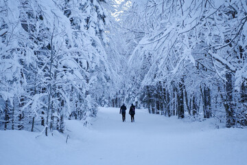 Silhouetted figures walking on a snow-covered path in the Tamar Valley, surrounded by a serene, wintery forest. - 719653187