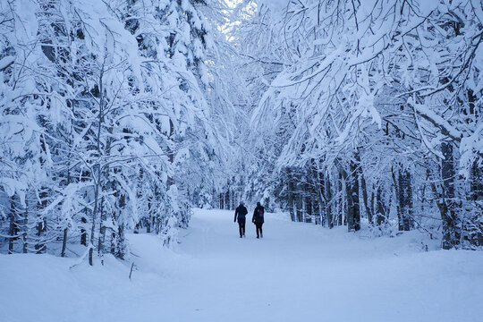 Silhouetted figures walking on a snow-covered path in the Tamar Valley, surrounded by a serene, wintery forest.