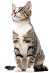 Obraz premium Small Kitten Sitting on Ground, Looking Up