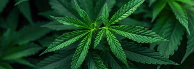 Fototapeta na wymiar Close-Up of a Lush Green Leafy Plant cannabis background