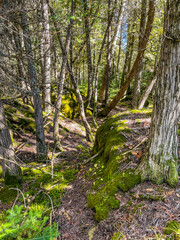mossy trail in forest trees
