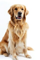 Golden Retriever Dog Sitting and Looking at the Camera