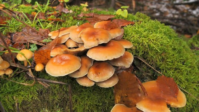 Many forest mushrooms that grow on the ground covered with moss. Autumn harvest of mushrooms in the forest