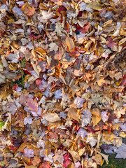 fallen autumn leaves on ground