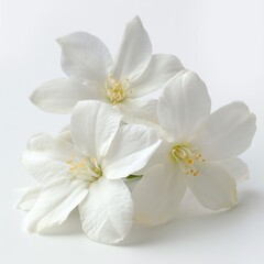 Fototapeta na wymiar Three White Flowers on White Background