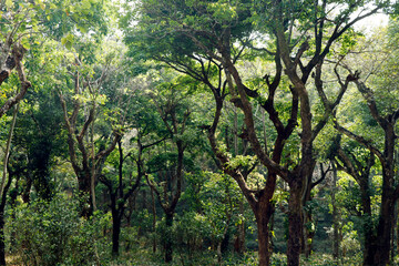 Fototapeta na wymiar beautiful thick green trees forest in kerala india