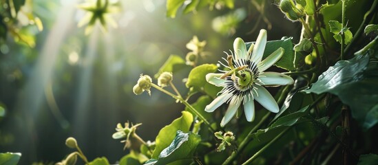 Passiflora is given by missionaries in Brazil to convert native inhabitants to Christianity Its name is flower of the five wounds to show the crucifixion of Christ The flower of Passiflora edul - obrazy, fototapety, plakaty