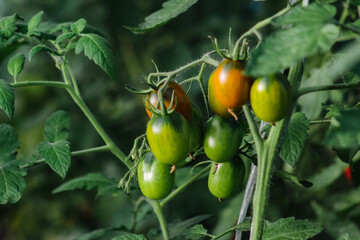 Cherry tomatoes ripen in a greenhouse