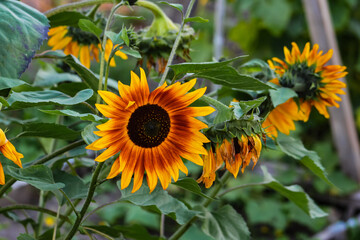 annual sunflower blooming in the garden