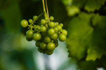 blooming bunches of green grapes in the garden