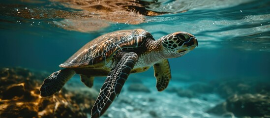 Obraz premium Sea turtle swimming in the sea port El Nuro Mancora Peru. Copy space image. Place for adding text