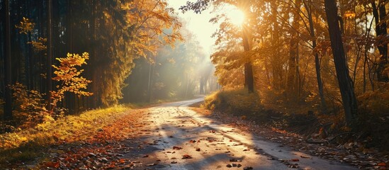 The road in the autumn forest on a sunny day Road in autumn forest Autumn forest road Forest road in autumn season. Copy space image. Place for adding text