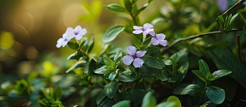 Tiny Flower and It s Plant In Nature Garden Beautiful image. Copy space image. Place for adding text
