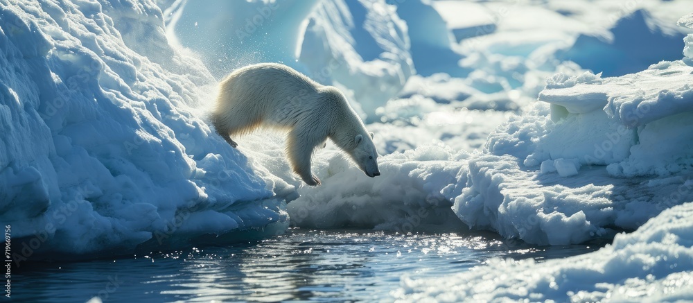 Wall mural polar bear preparing to leap a gap in the ice. copy space image. place for adding text