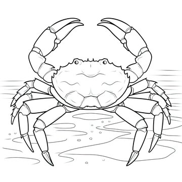 Coloring book for children depicting adungeness crab