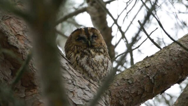 Spectacular meeting: The Secret Owl in the Pine Needles